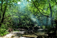 vpphotography_Eria-forest